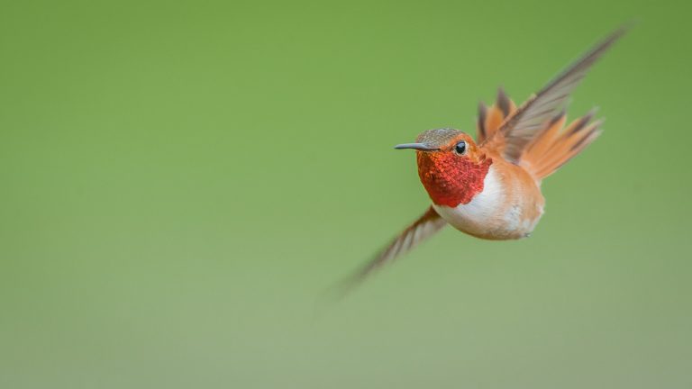 Colibri Roux Colibri roux - Oiseaux Exotiques 🐔