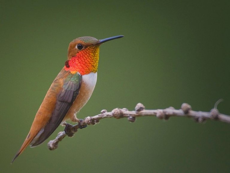Colibri Roux Colibri roux - Oiseaux Exotiques 🐔
