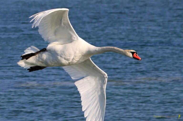 Cygne muet découvrez le roi des oiseaux! 🐦 Oiseaux Exotiques 🔥