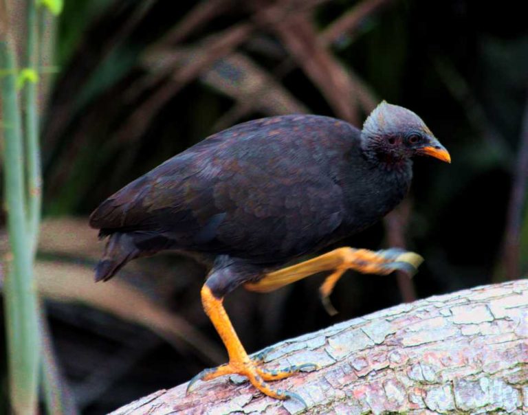 Mégapode de Pritchard - Oiseaux Exotiques 🐔