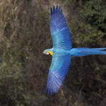 Ara Bleu et Jaune