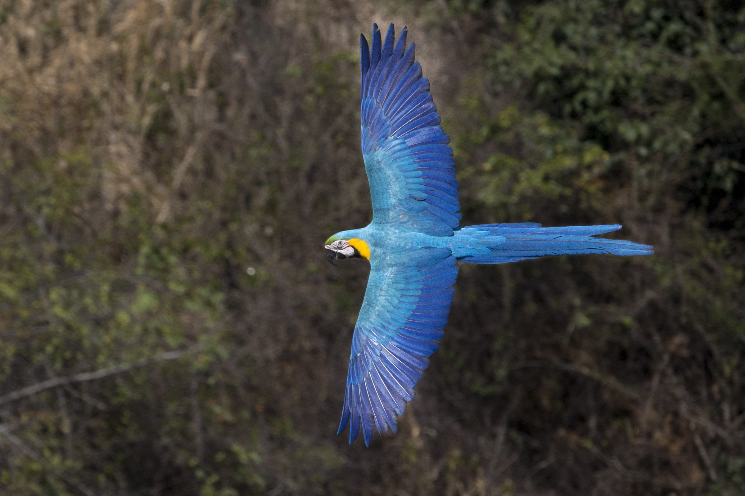 Ara Bleu et Jaune