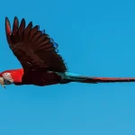 Ara chloroptère