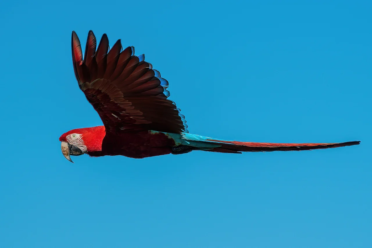 Ara chloroptère