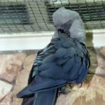 Ara de Spix