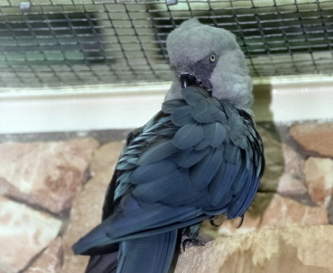 Ara de Spix